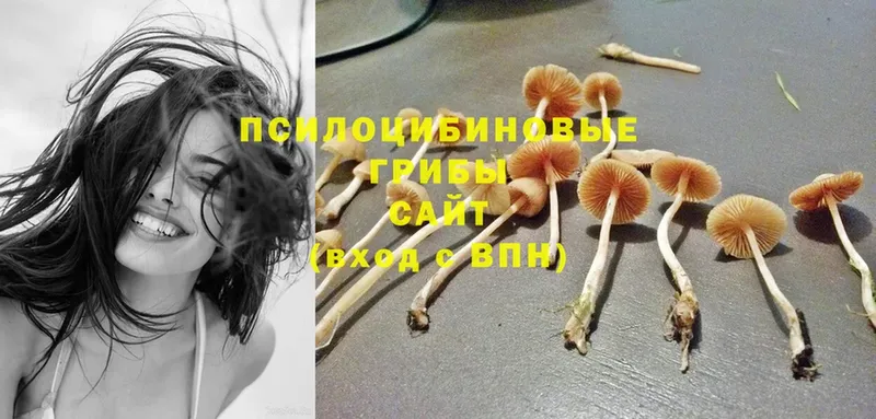 купить   Дмитровск  Галлюциногенные грибы Magic Shrooms 